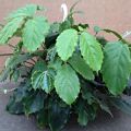 Cissus Tetrastigma